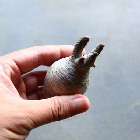 パキポディウム グラキリス 抜苗  Pachypodium rosulatum var. gracilius no.92906