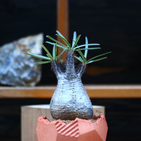 パキポディウム  グラキリス／Pachypodium  gracilius       no.12349