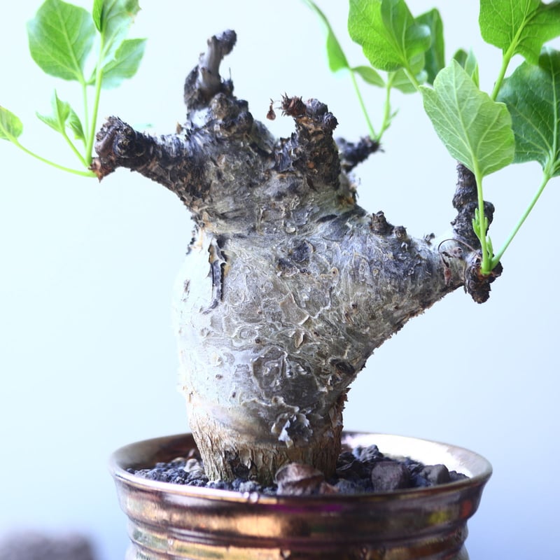 コミフォラ グイドッティ Commiphora guidotti no.5310