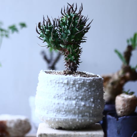 ユーフォルビア スコエンランディ 闘牛角   Euphorbia schoenlandii　no.90620