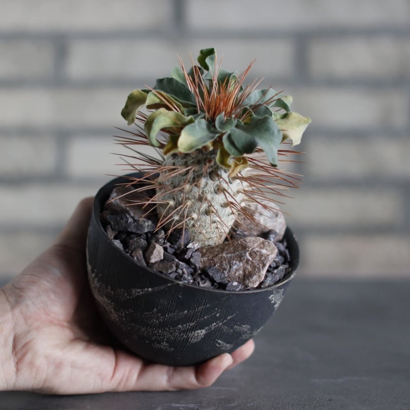 Pachypodium namaquanum (光堂) × 陶器鉢 (4号) no.524