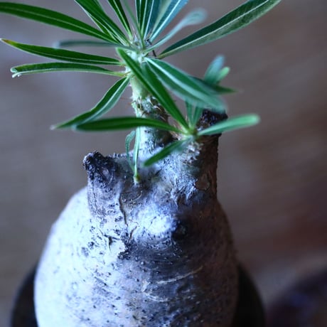 パキポディウム グラキリス   Pachypodium rosulatum var. gracilius no.705-6