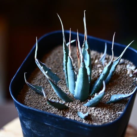 アガベ  ユタエンシス    エボリスピナ  Agave uthaensis var. eborispina  no111576③