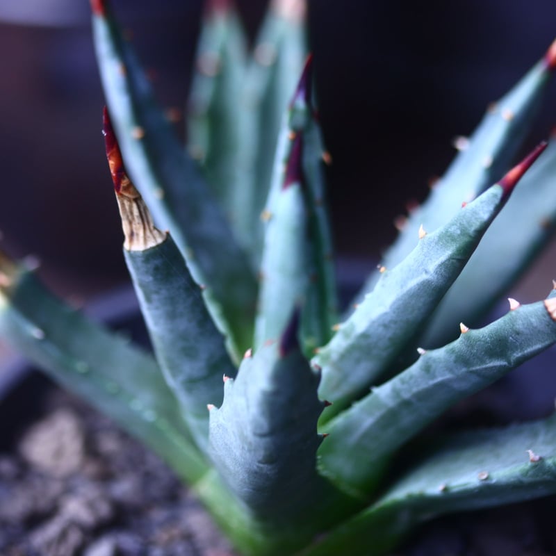 アガベ ユタエンシス ネバデンシス Agave uthaensis var. ne