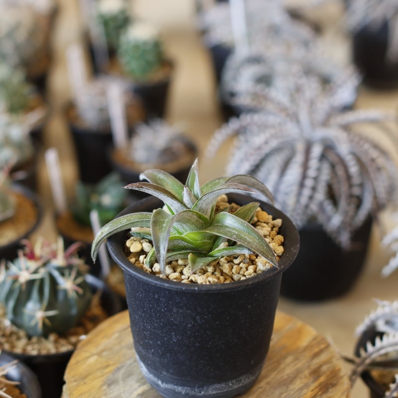 Dyckia 'Stoic' (3号鉢) no.1226/53 | 芽の巣山