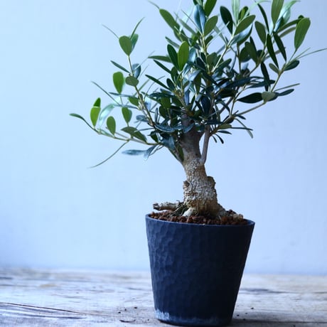 オリーブ　Olea europaea　 no.110843-2