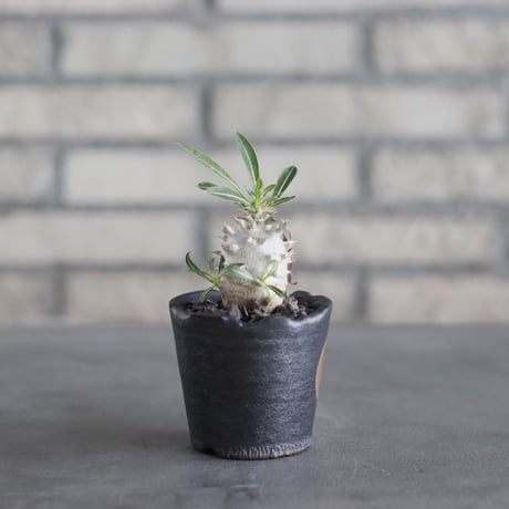Pachypodium Densicaule (恵比寿大黒) × N/OH (2.5号)  no.621/60