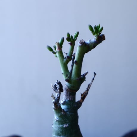 アデニア   グラウカ    Adenia glauca   no.30123