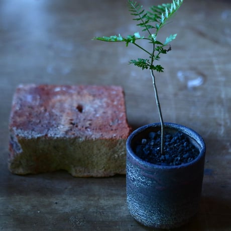 ブルセラ  ミクロフィラ  Bursera microphylla    no.81648