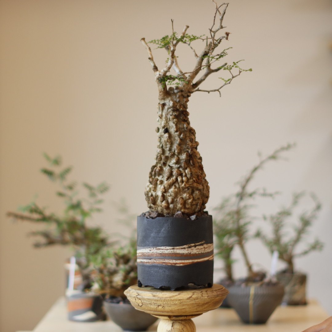 Operculicarya pachypus × N/OH (4号) no.1123/4