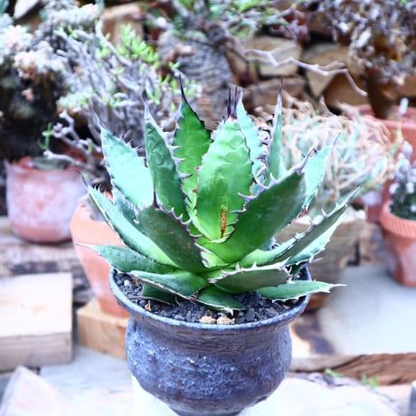 アガベ ホリダ    Agave horrida     no.42512