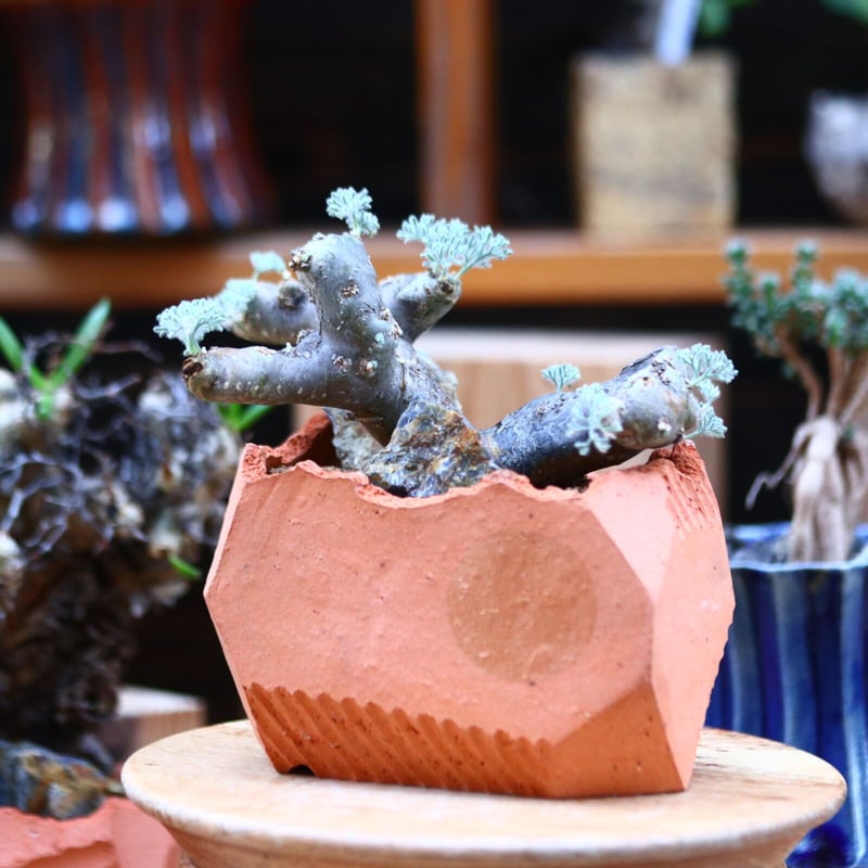 サルコカウロン ムルチフィズム／Sarcocaulon multifidum no.11