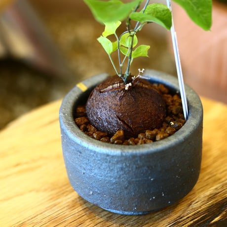 N/OH × Dioscorea elephantipe    no.111915