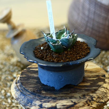 N/OH × Agave titanota "FO-076   no.41478