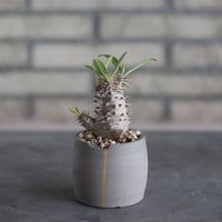 Pachypodium Makayense × N/OH (2.5号)  no.510/33