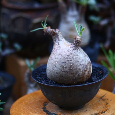 パキポディウム  グラキリス／Pachypodium  gracilius       no.92651