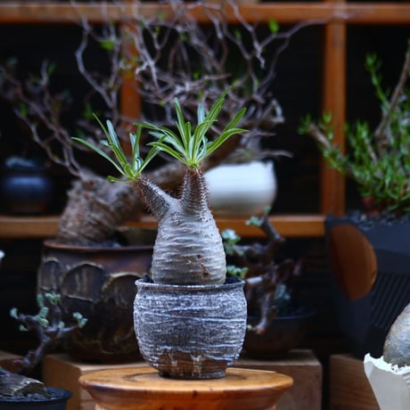 パキポディウム  グラキリス／Pachypodium  gracilius       no.92639