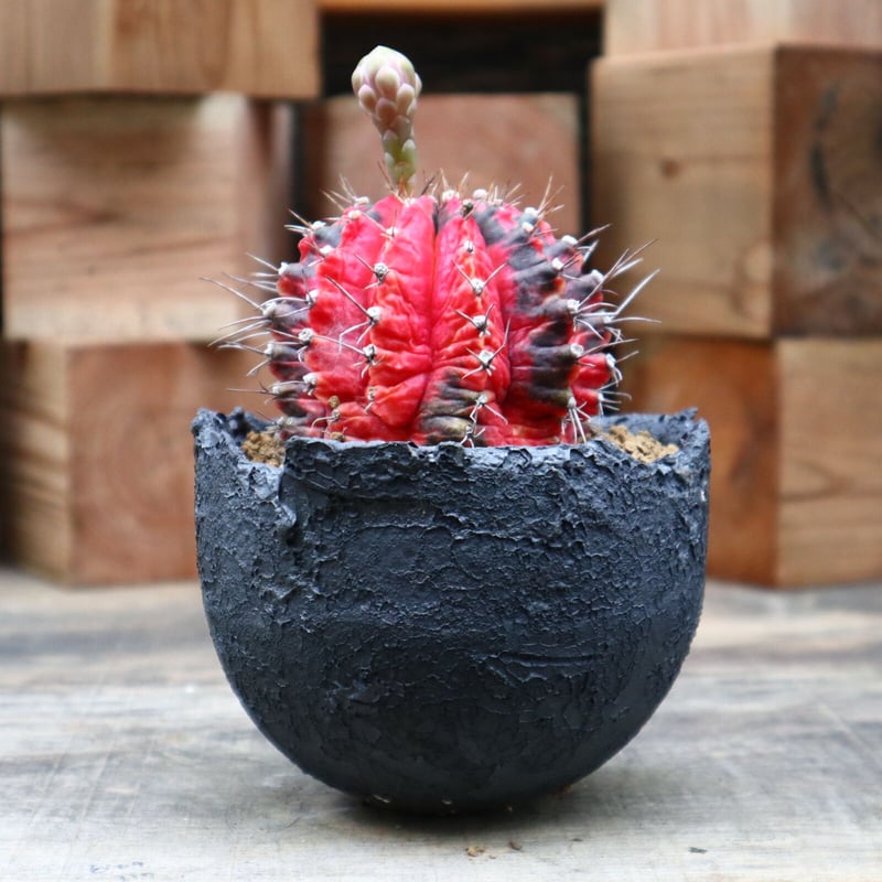 ギムノカリキウム 緋牡丹錦(自根)/Gymnocalycium friedrichii f. ギムノカリキウム 緋牡丹錦(自根)/Gymnocalycium friedrichii f.