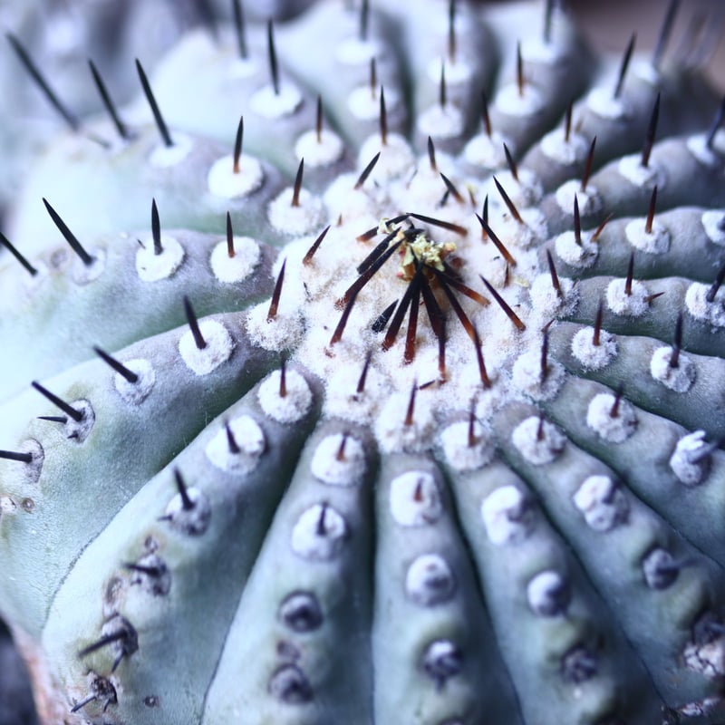 コピアポア 黒王丸 Copiapoa cinerea no.42677 | 芽の巣山 コピアポア 黒王丸 Copiapoa cinerea no.42677 | 芽の巣山