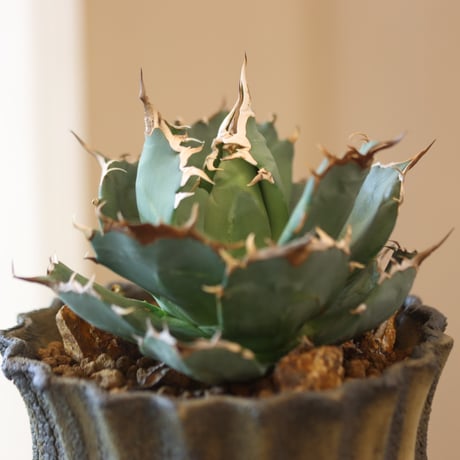 Agave titanota Sierra Mixteca × soso　no.112-2