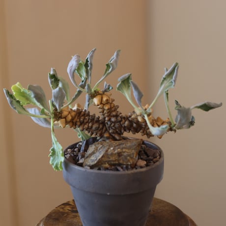 Othonna herrei × YAMABACHI var. takero pot   no.131-6
