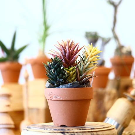 YAMABACHI × Haworthia sp   no.100104