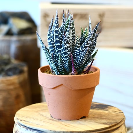 Haworthia papillosa  × YAMABACHI    no.10799