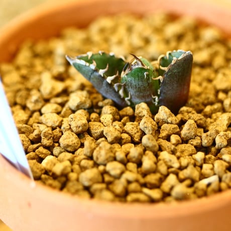 【9/9入荷未発根未活着ベアルート植込み】 Agave titanota redcat weezle.   no.91767