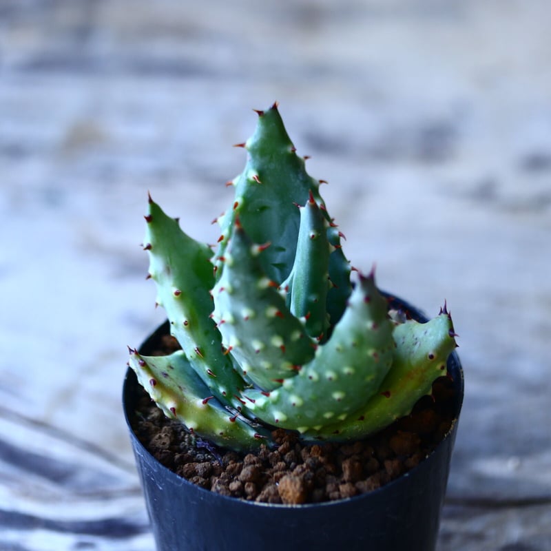 Aloe aculeata Ngopanie アロエ アクレアータゴッパニー Amazon.co.jp: aculeata アクレアータ Aloe アロエ 観葉植物 多肉植物