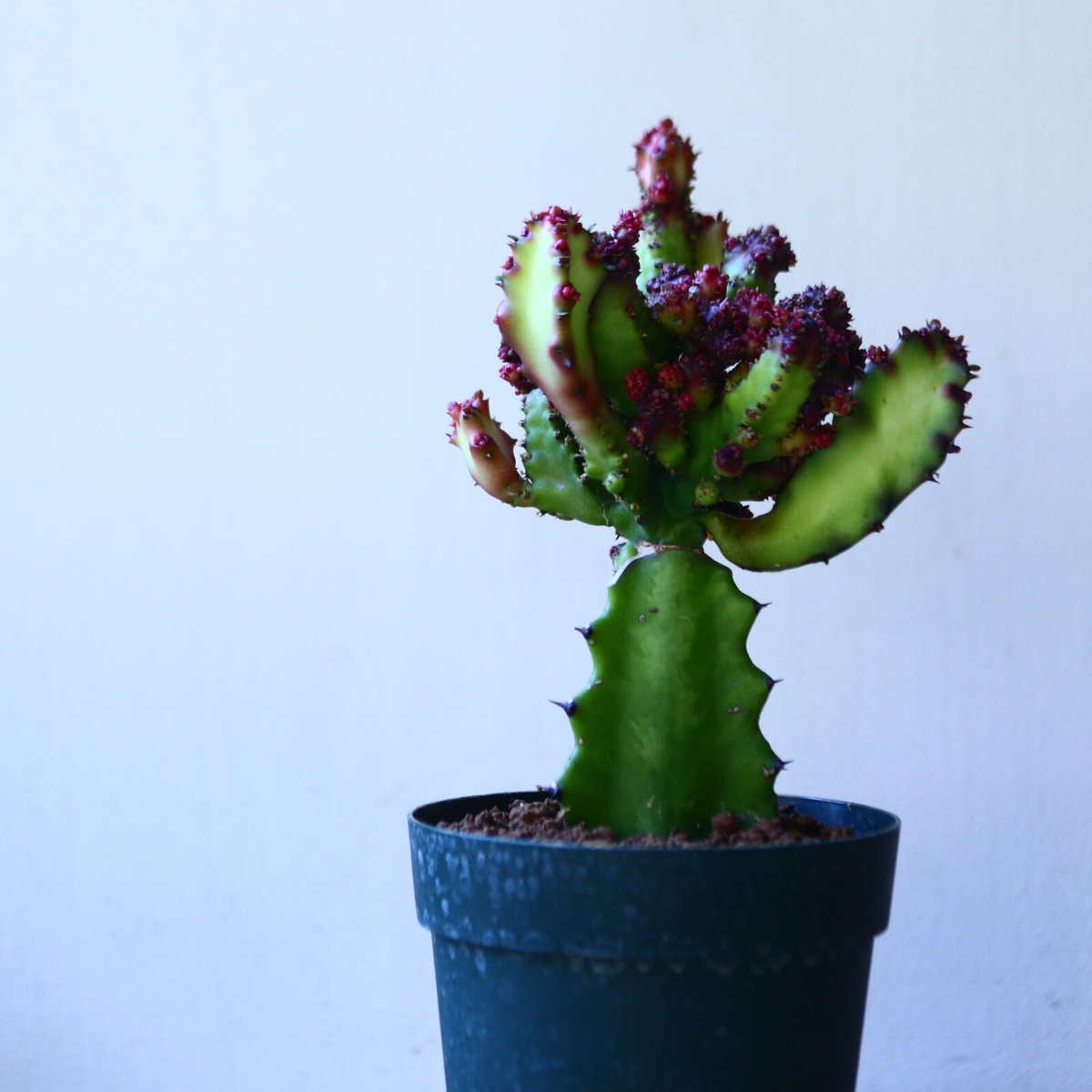 ユ*ン様 ユーフォルビア　モラティー ユーフォルビア・モラチー（Euphorbia moratii）の紹介、栽培記録 – ゆるぷ