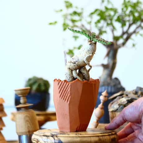 Euphorbia stellata × N/OH   no.91719