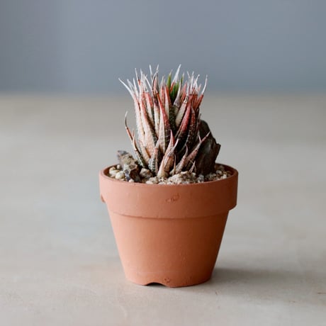 Haworthia 鼓笛錦 × YAMABACHI (3号)  no.104/21