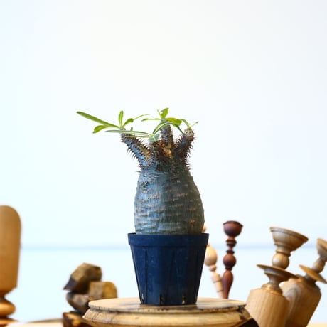 パキポディウム  グラキリス / Pachypodium  gracilius   no.52801