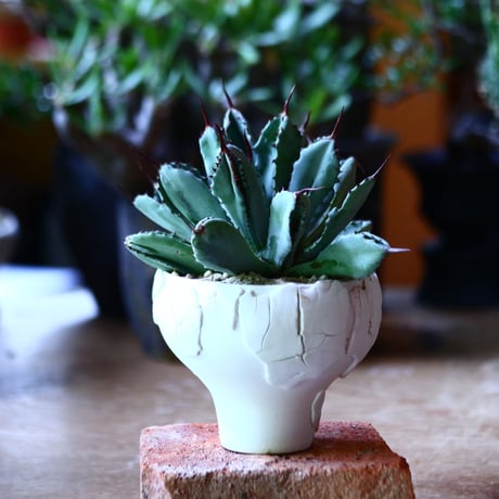 アガベ   キュービック　Agave potatorum f.monstrosa 'cubic'    no.81640