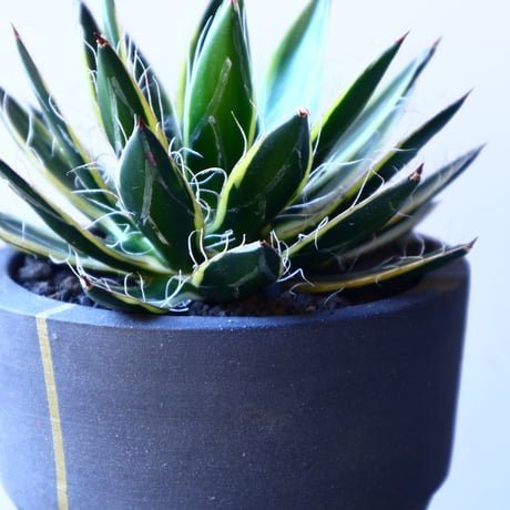 　Agave filifera ssp. schidigera No.11231