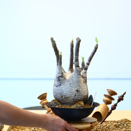 たけろうポット × Pachypodium  gracilius   no.72367