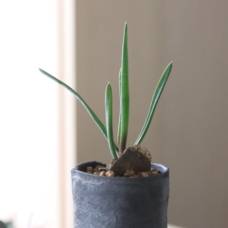 Aloe parallelifolia × Rintaro Nonaka　 no.90811