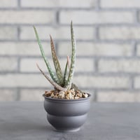 Aloe volkensii × takero pot (3号)  no.621/41