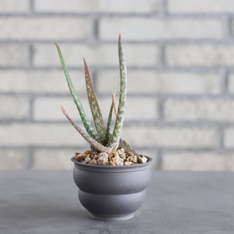 Aloe volkensii × takero pot (3号)  no.621/41