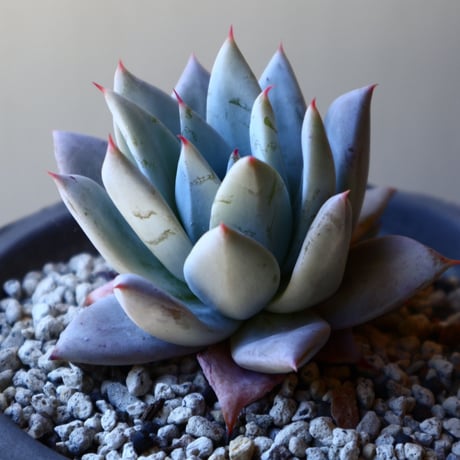 エケベリア  メキシカンジャイアント   Echeveria colorata 'Mexican Giant'.   no.40719