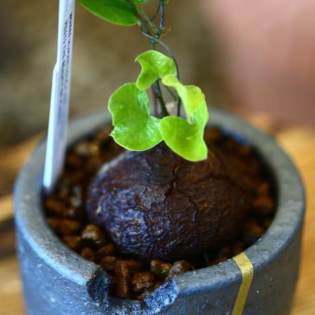 N/OH × Dioscorea elephantipe    no.111915