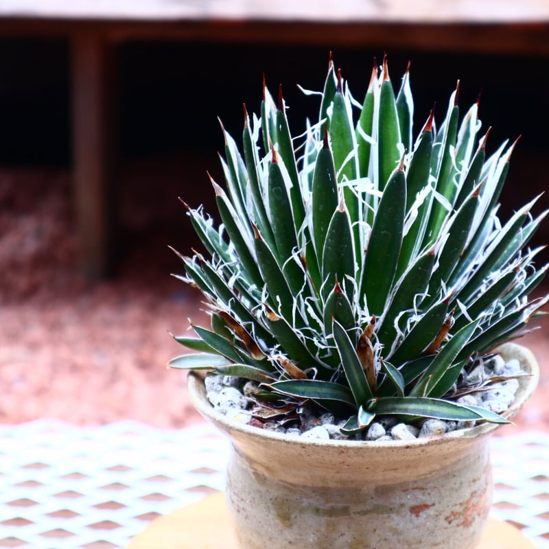 アガベ フィリフィラ 滝の白糸／Agave filifera no.50233 | 芽の巣山