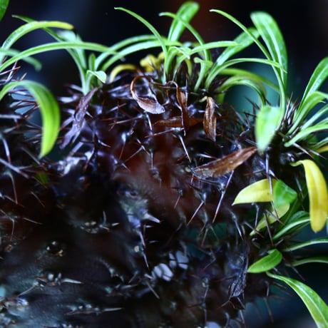 パキポディウム  ラメリー 綴化　Pachypodium lamerei f. crist.   no.81608
