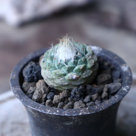 ストロンボカクタス  ディシフォルミス   菊水   Strombocactus disciformis no.90132