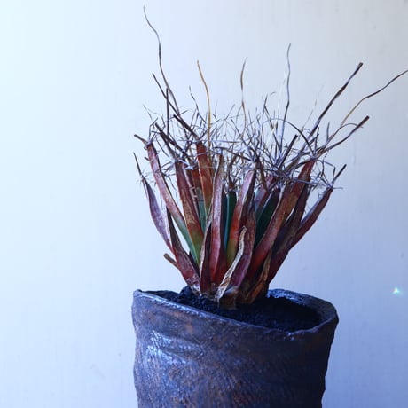 レウクテンベルギア  晃山    Leuchtenbergia principis  no.11229