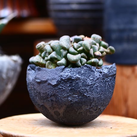 アロイノプシス スクーネーシー／Aloinopsis schooneesii   no.22012