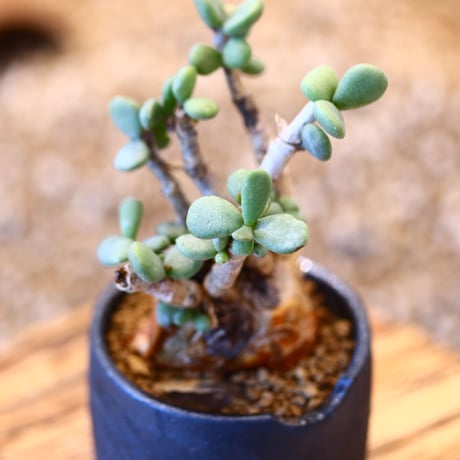 N/OH × Ceraria pygmaea   no.61824