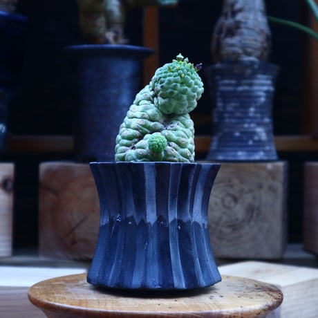 ラリレアキア カクティフォルメ  仏頭玉／Larryleachia cactiformis　no.62018