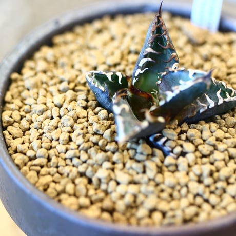 Agave titanota redcat weezle. × YAMABACHI ver. takero pot    no.123158
