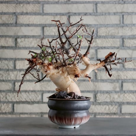 Commiphora kataf (pure) × 山山 特別共作鉢 (5号)  no.1019/2
